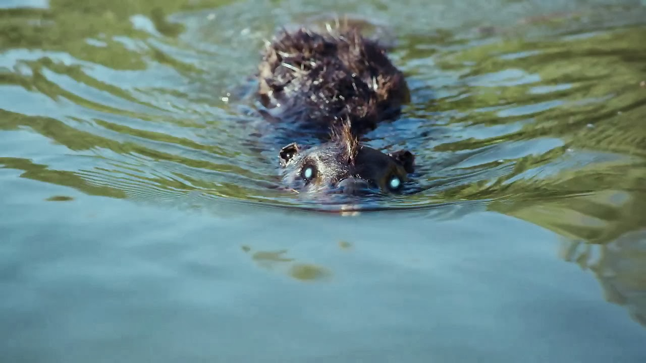 รีวิว Zombeavers